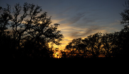 Fototapeta na wymiar Tree silhouette at dusk