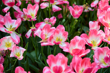 Close-up view of fresh pink tulip flower blooming in the garden