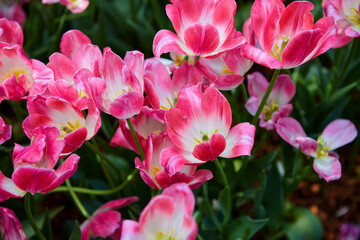 Obraz premium Close-up view of fresh pink tulip flower blooming in the garden