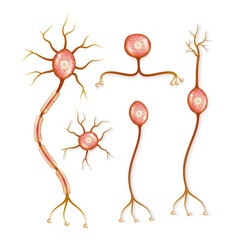 a set of different neuronal cells