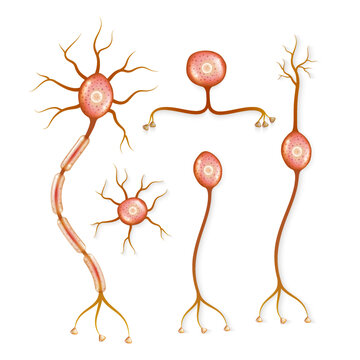 a set of different neuronal cells