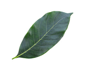 Obraz premium section of jackfruit isolated transparent png