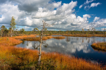 Summer Landscapes of Swamp Lakes with Clouds - obrazy, fototapety, plakaty