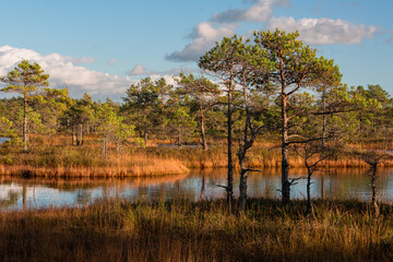 Summer Landscapes of Swamp Lakes with Clouds
