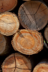 Closeup of pile of trunks of felled trees in countryside of Brazil