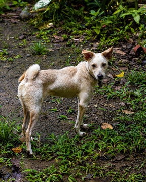 White aspin dog in the Philippines