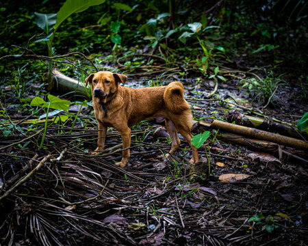 Brown aspin dog in the Philippines