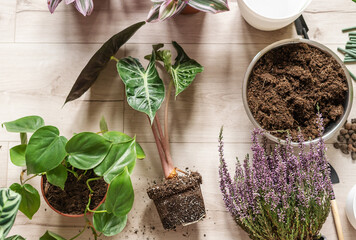 Green seedlings in pots, potting plants at home. Indoor garden, house plants. Lavender, philodendron, alocasia. Gardening tools on the table. Hobby, still life with plants © Natali