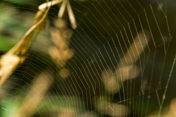 spidr web cob in the garden  