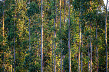 Eucalyptus plantation closeup. Countryside of Sao Paulo state, Brazil