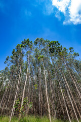 Perspective of eucalyptus forests in rational planting for the paper industry in the state of Sao Paulo, Brazil