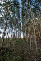 Forest of Eucalyptus seen from the bottom up in countryside of Sao Paulo state, Brazil