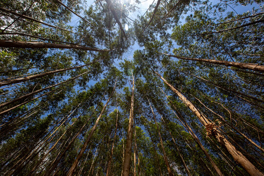 Forest of Eucalyptus seen from the bottom up in countryside of Sao Paulo state, Brazil