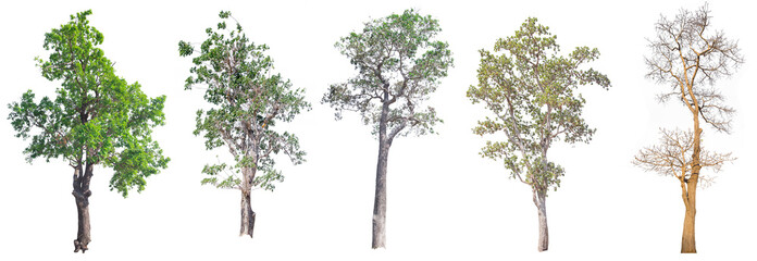 Tree isolated on white background