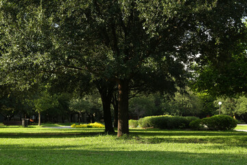 Beautiful green trees and lawn in park on sunny day