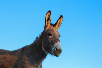 Fototapeta premium Anon