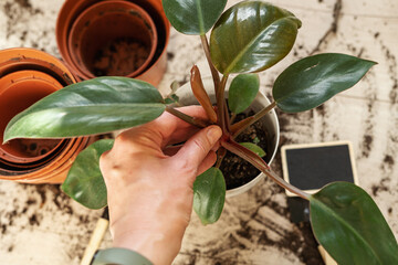 Hand holding a plant. Potting plants at home. Indoor garden, house plants. Philodendron close up....