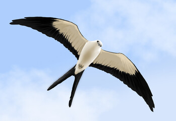 illustration of the Swallow-tailed Kite Elanoides forficatus, Swallow-tailed Kite, Elanoides forficatus, gavião tesoura, scissor hawk, Swallow-tailed hawk,