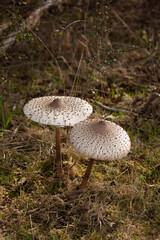 Schrimling im Wald auf dem Boden
