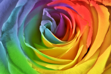 Fototapeta na wymiar Beautiful rose flower in rainbow colors as background, closeup