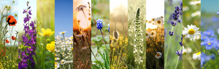 Collage with photos of different beautiful wild flowers growing in meadow
