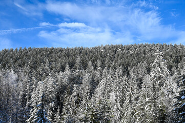 Snow covered branches of trees in mountain. Forest in winter.