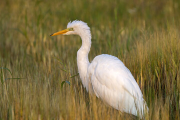 Beautiful white bird walking in the summer meadow. Great egret or great white heron (Ardea alba), Eastern Lithuania.