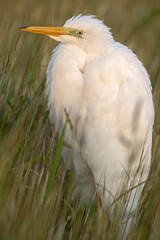 Beautiful white bird walking in the summer meadow. Great egret or great white heron (Ardea alba), Eastern Lithuania.