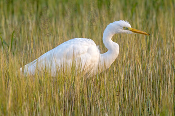 Obraz premium Beautiful white bird walking in the summer meadow. Great egret or great white heron (Ardea alba), Eastern Lithuania.