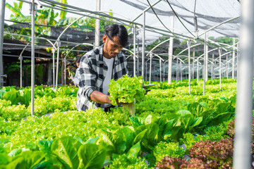 smart young Asian farmer records the quality and quantity of an organic hydroponic vegetable garden.