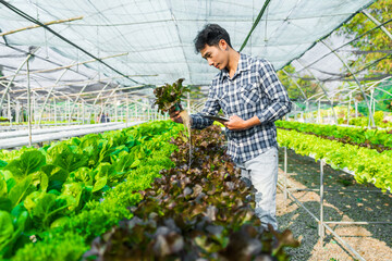 smart young Asian farmer records the quality and quantity of an organic hydroponic vegetable garden.