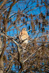 Red-shouldered Hawk - Buteo lineatus - in Cypress Tree at Green Cay Nature Center Wetlands in Boynton Beach, Florida..