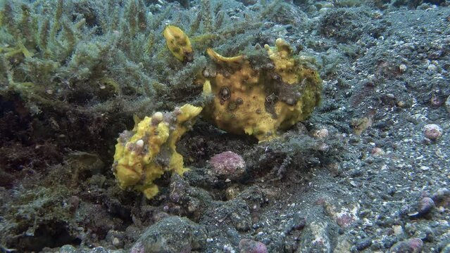Male and female frog fish sit together next to a bush of algae. 
Warty Frogfish (Antennarius maculatus) 11 cm. ID: skin is covered with wart-like protuberances.