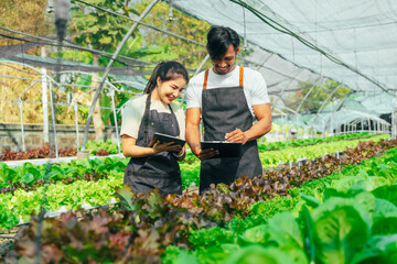 Young friends smart farmer gardening, checking quality together in the salad hydroponic garden greenhouse.