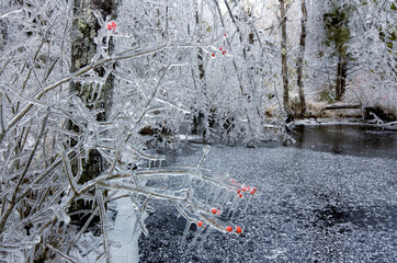 Ice on trees
Worst freezing rain storm in Massachusetts (Dec., 2008)
-Ashburnham