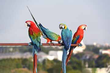 the beautiful macaw perched on the railing.