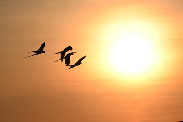 .A silhouette of a macaw parrot flying in the sky at sunset