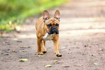 Cute french bulldog breed dog running on the path at nature in summer