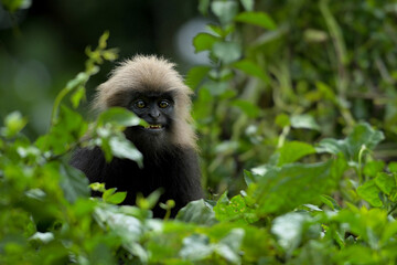 Fototapeta premium Smiling Nigiri Langur