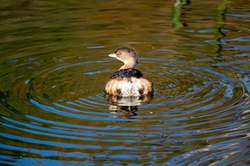 Pied-billed grebe - Podilymbus podiceps - in Green Cay Nature Center and Wetlands in Boynton Beach, Florida.