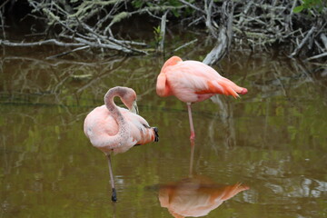 flamingos in the water