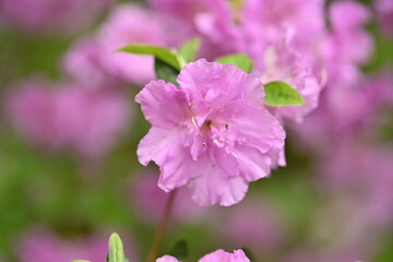 Flowers Blooming in the Spring