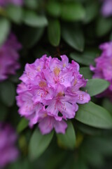 Flowers Blooming in the Spring