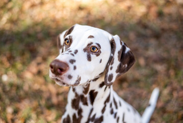 Portrait of a funny dalmatian with brown spots. Purebred dalmatian outdoors in sunshine. 