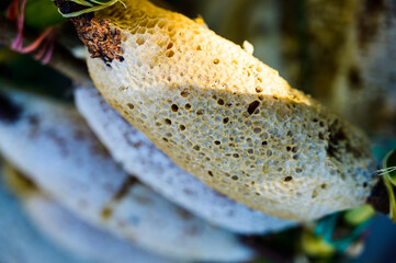 Wild honeycomb at the flea market