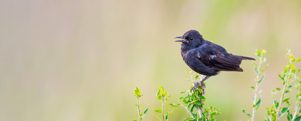 Sooty breated chat perched on a tiny plant