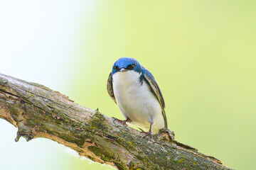 Tree swallow staring down the photographer perched on a tree