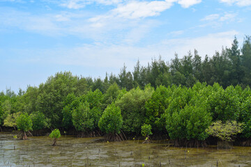 Fototapeta na wymiar The green mangrove trees along the sea