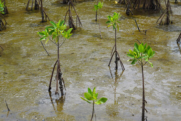 Mangrove shoots grow in a Mangrove forest. Located in the beach area