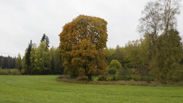 Large tree with golden leaves in a grove